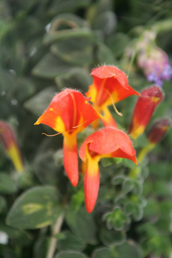 Goldfish Plant